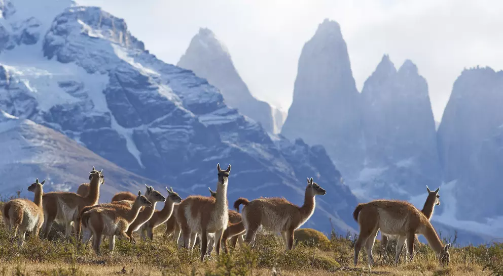 Herd of Guanaco (Lama guanicoe) grazing on a hillside in Torres del Paine National Park in the Magallanes region of southern Chile