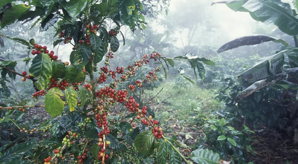 Dark green leaves and red beans of the coffee plantations in the hills of Honduras