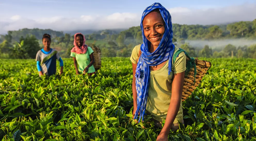 Three women in a lush tea field, smiling and working, with green plants and a misty landscape in the background.
