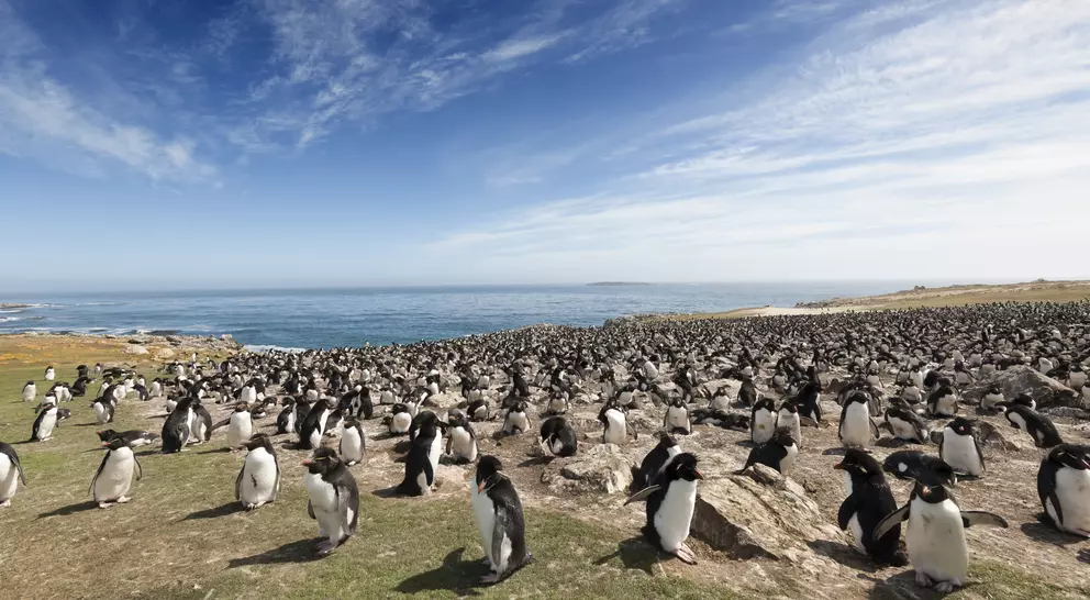 Dozens of Southern Rockhopper Penguins along the shores of the Falkland Islands