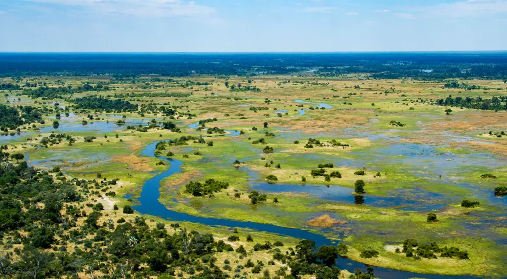 The Okavango Delta in Botswana is a very large, swampy inland delta formed where the Okavango River reaches a tectonic trough in the central part of the endorheic basin of the Kalahari.