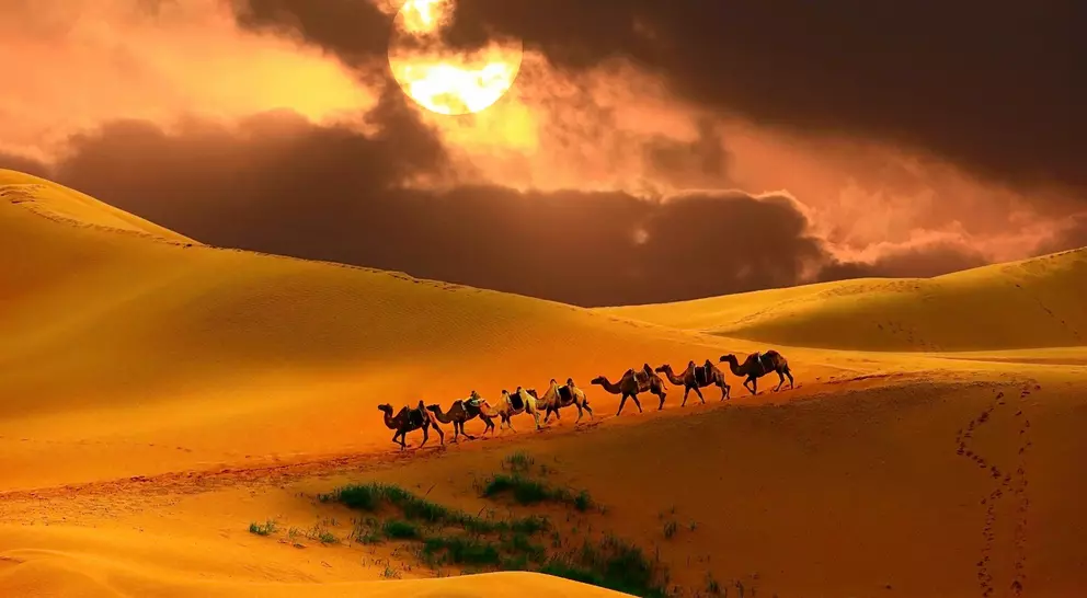 Caravan of camels descending a sand dune in the desert