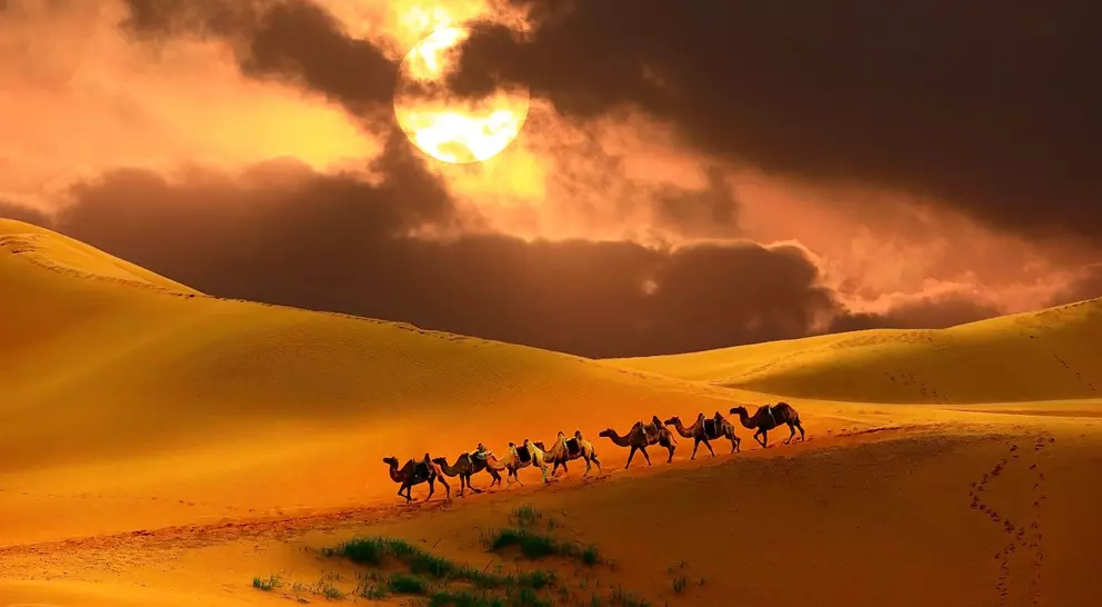 Caravan of camels descending a sand dune in the desert