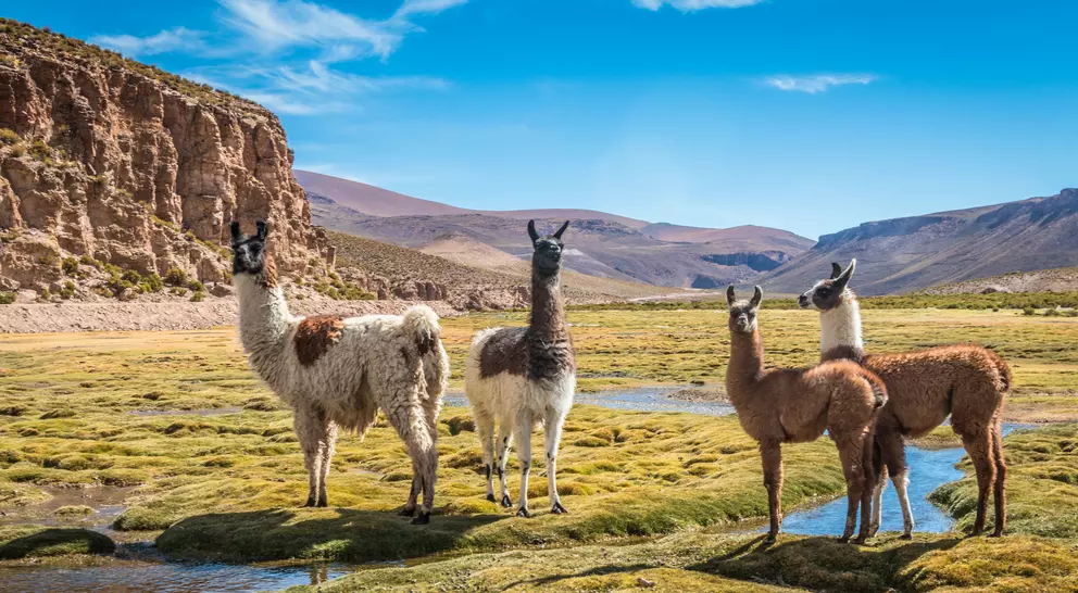 Llamas at a high altitude Camelid in Sajama National Park, Bolivia