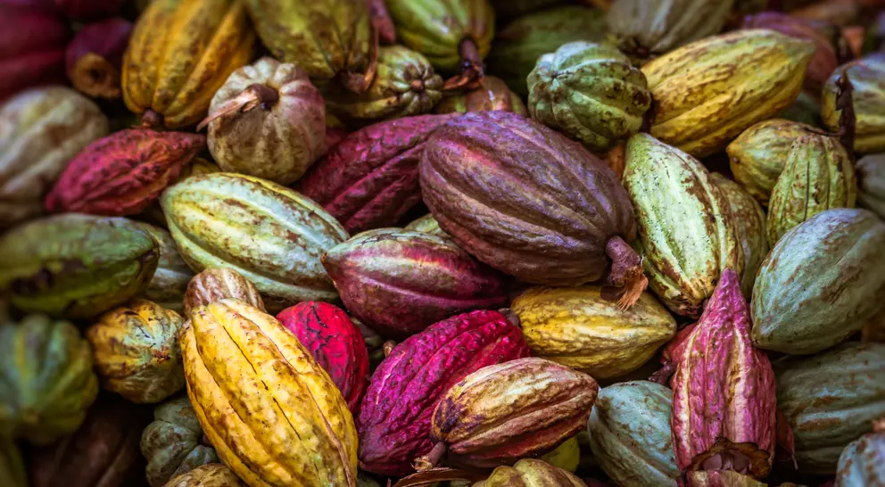 A colorful assortment of cacao pods in various shades of green, purple, pink, and yellow.