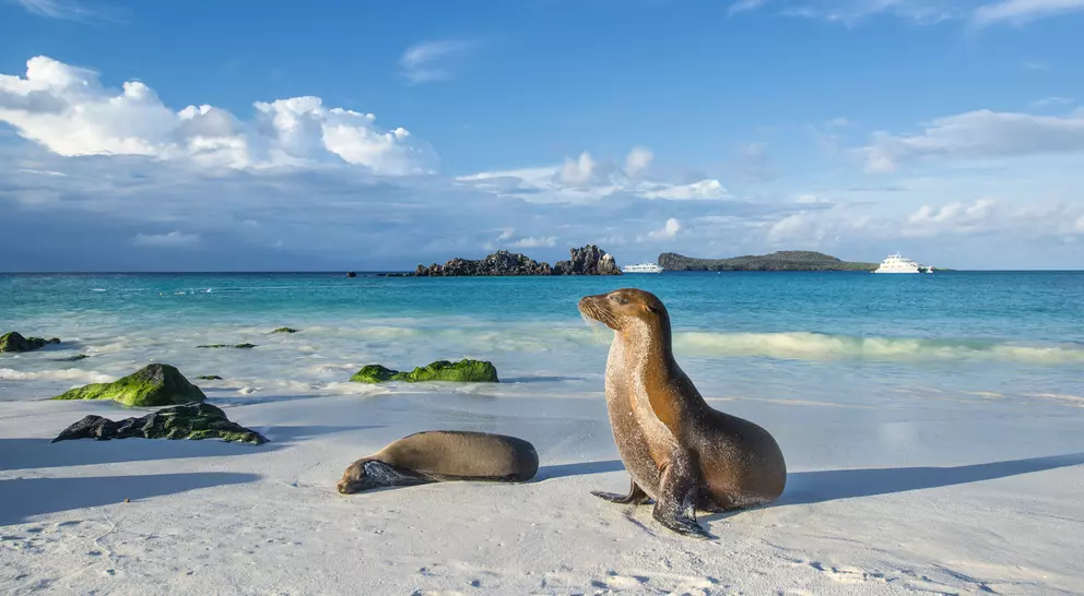Galapagos sea lions (Zalophus wollebaeki) are sunbathing in the last sunlight at the beach of Espanola island, Galapagos Islands in the Pacific Ocean. 