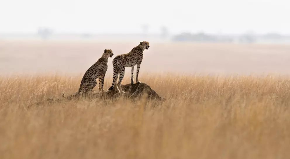 Two cheetahs on a termite mound hunting behavior in the park