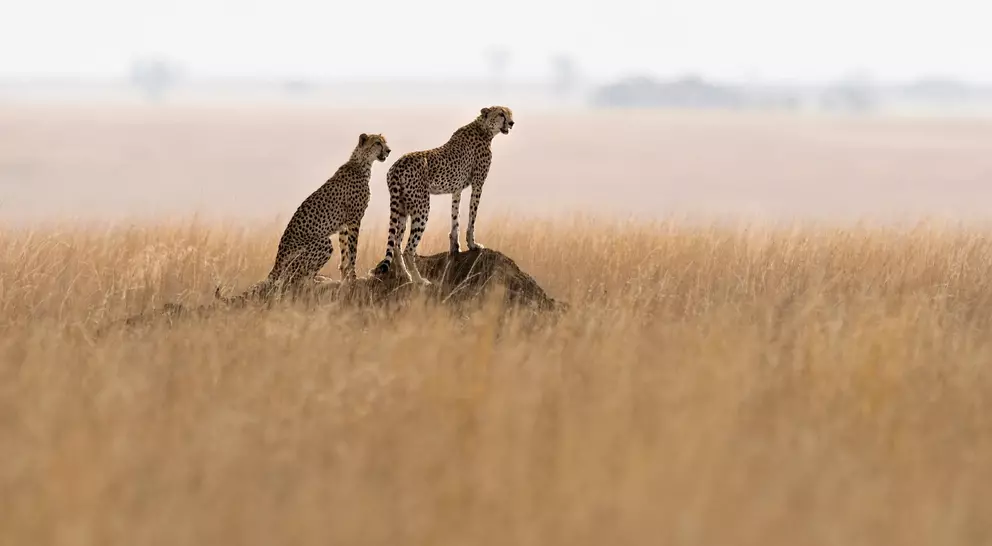 Two cheetahs on a termite mound hunting behavior in the park