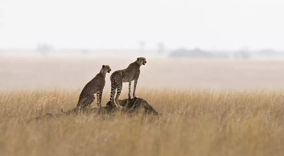 Two cheetahs on a termite mound hunting behavior in the park