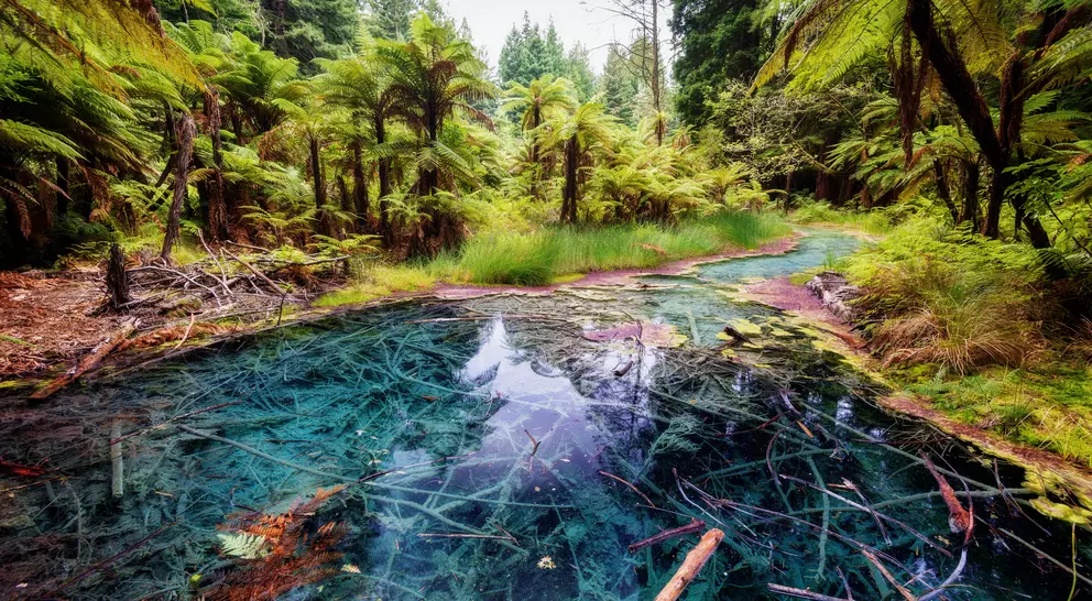 The Redwoods Whakarewarewa Reflection Pool Forest Rotorua
