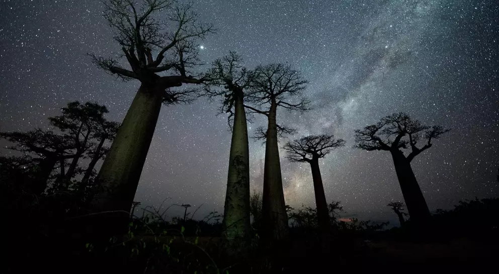 Milky Way at Avenue of the Baobabs