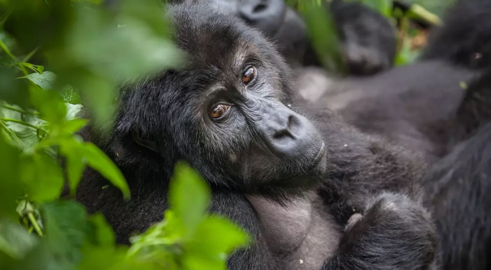 Mountain gorilla - Rwanda