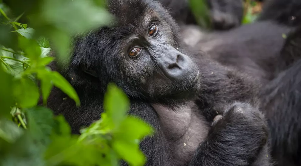 Mountain gorilla - Rwanda