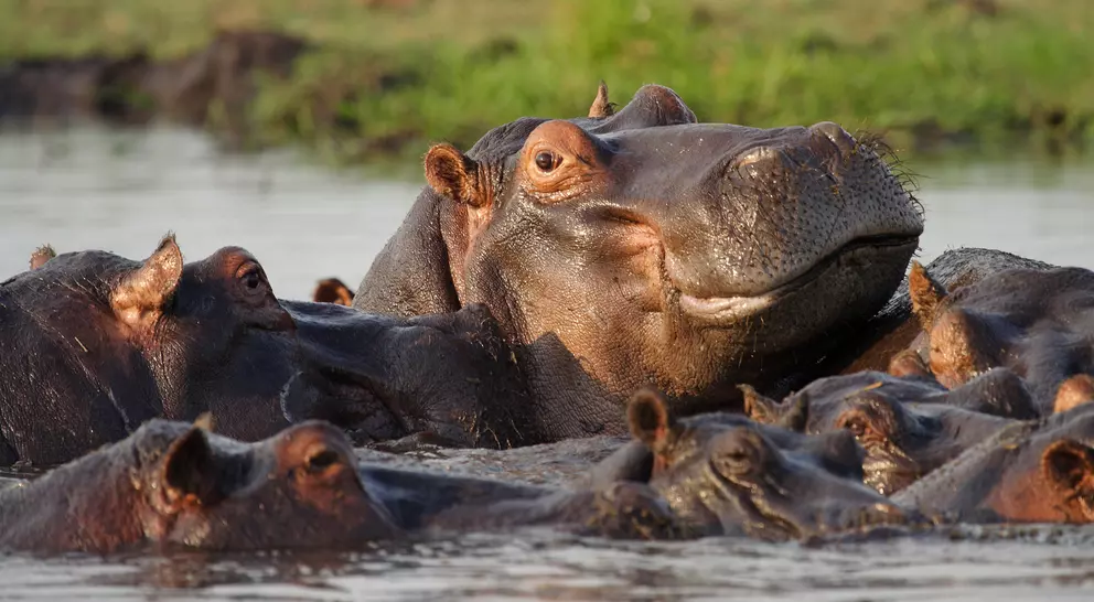 Hippopotamus pool, Chobe River, Botswana