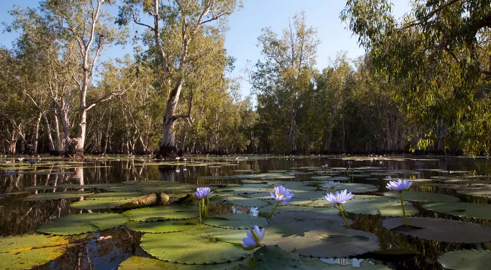 Mangrove trees and beautiful blue Lotus flowers in Kakadu National Park