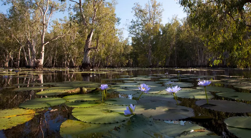 Mangrove trees and beautiful blue Lotus flowers in Kakadu National Park