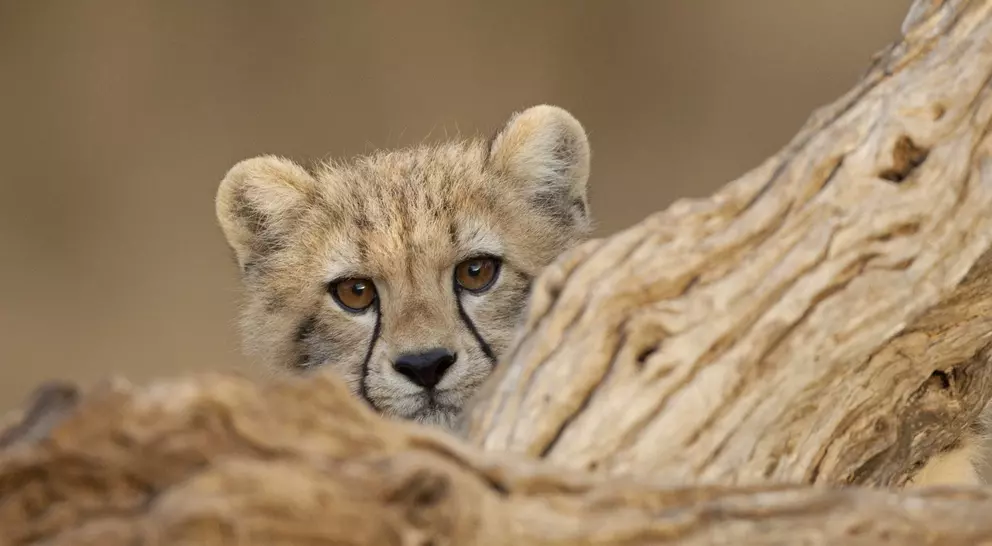 Cute cheetah cub looking over log