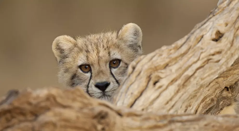 Cute cheetah cub looking over log