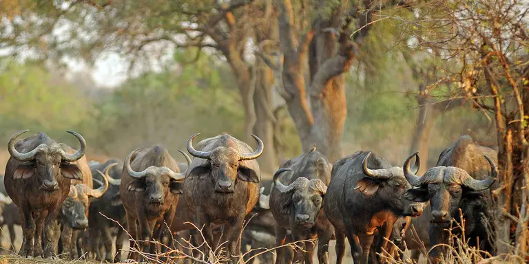 Heard of buffalo walking towards camera