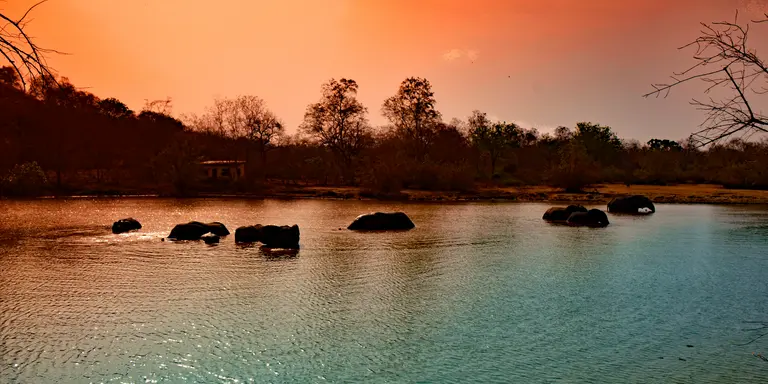 Elephants crossing river in Mole National Park