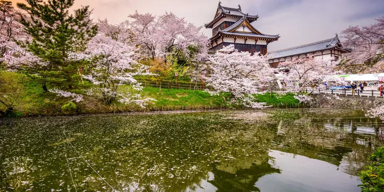Koriyama Castle during the Spring with pink Cherry Blossom flowers