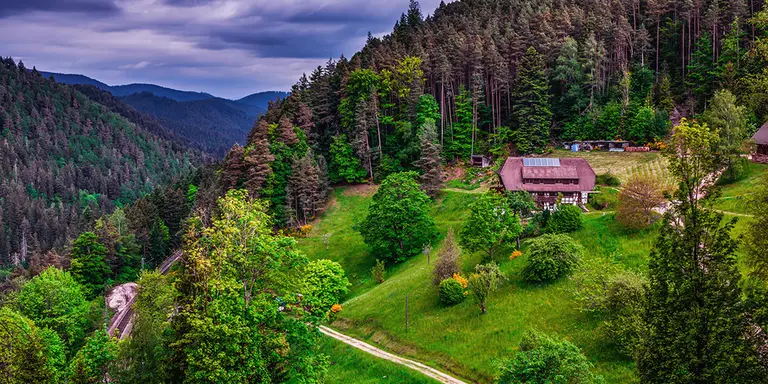 The Black Forest