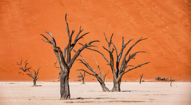 Black Dead Camelthorn Trees in dry Desert Salt Basin Landscape in front of huge orange desert sand dune