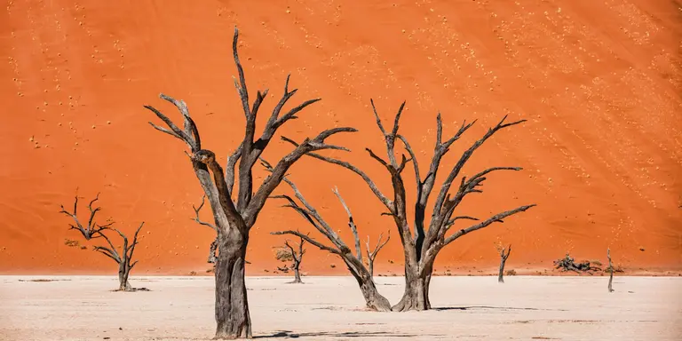 Black Dead Camelthorn Trees in dry Desert Salt Basin Landscape in front of huge orange desert sand dune