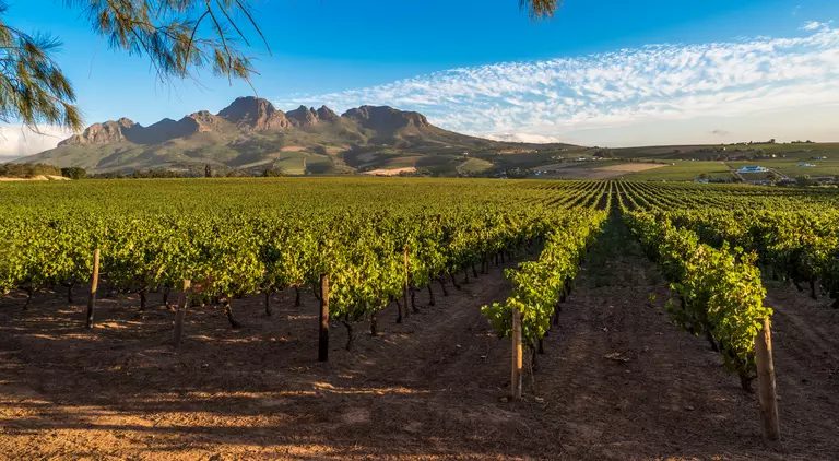 Cape Winelands