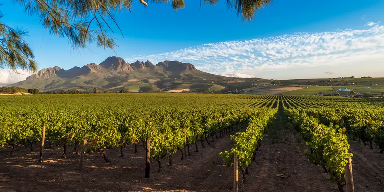Cape Winelands
