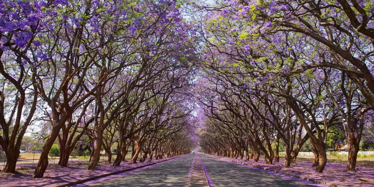 Jacaranda trees (Jacaranda mimosifolia), lining Milton Avenue