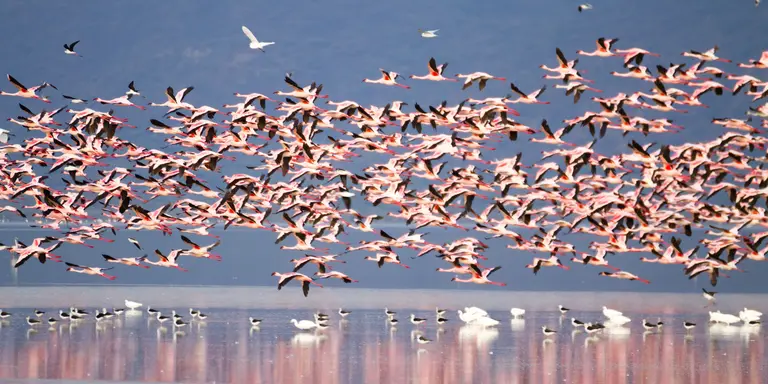 Lake Manyara