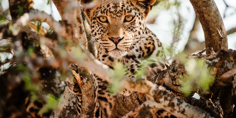 Chobe National Park
