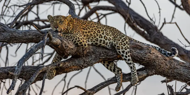 Moremi Game Reserve