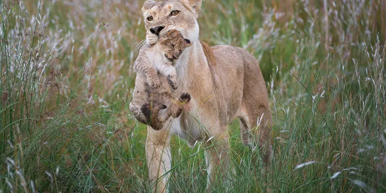 Linyanti Wildlife Reserve