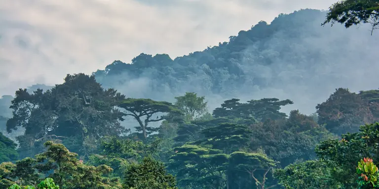 Lush green canopy surrounded by morning mist