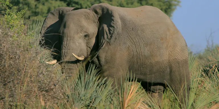 Okavango Delta