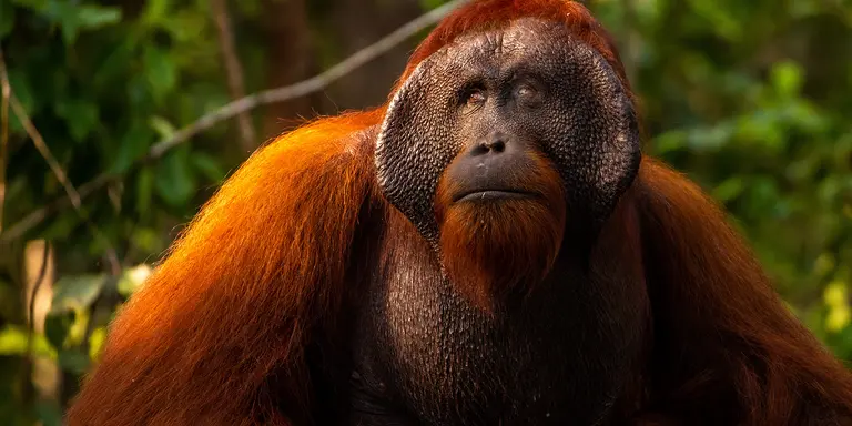 Alpha Male Orangutan