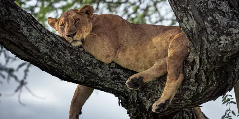 Tarangire National Park
