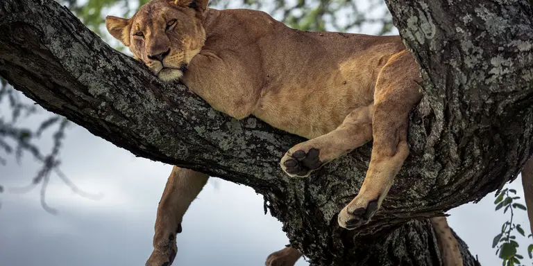 Tarangire National Park