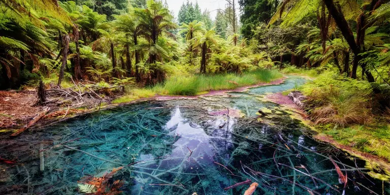 The Redwoods Whakarewarewa Reflection Pool Forest Rotorua