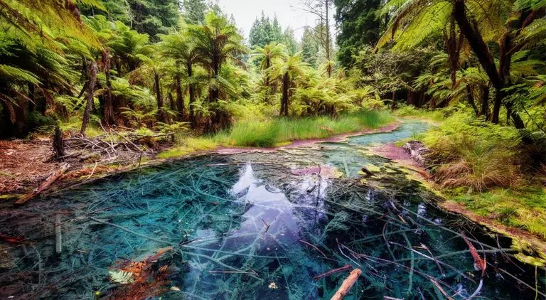 The Redwoods Whakarewarewa Reflection Pool Forest Rotorua