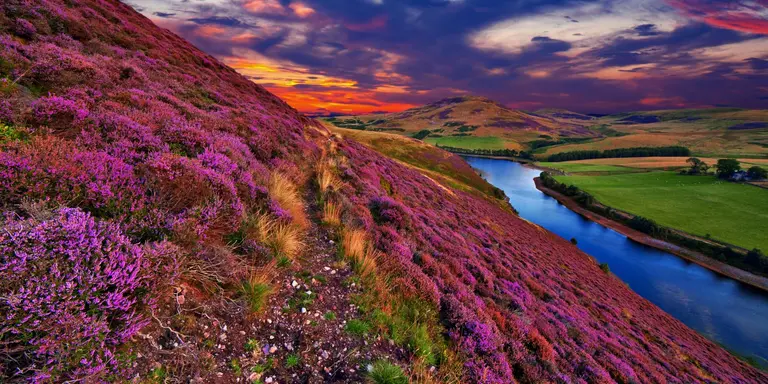 Vivid colorful landscape scenery with a footpath through the hill slope covered by violet heather flowers and green valley, river, mountains and cloudy blue sky on background