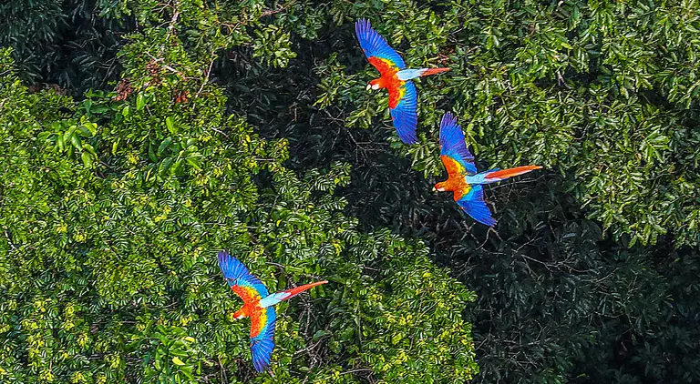 Drone view above three Macawa birds in the Amazon Rainforest, state of Acre, Brazil