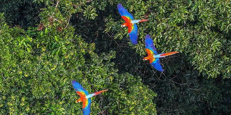 Drone view above three Macawa birds in the Amazon Rainforest, state of Acre, Brazil