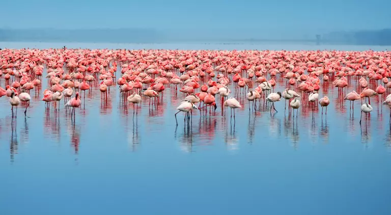Flock of flamingos standing in the lake
