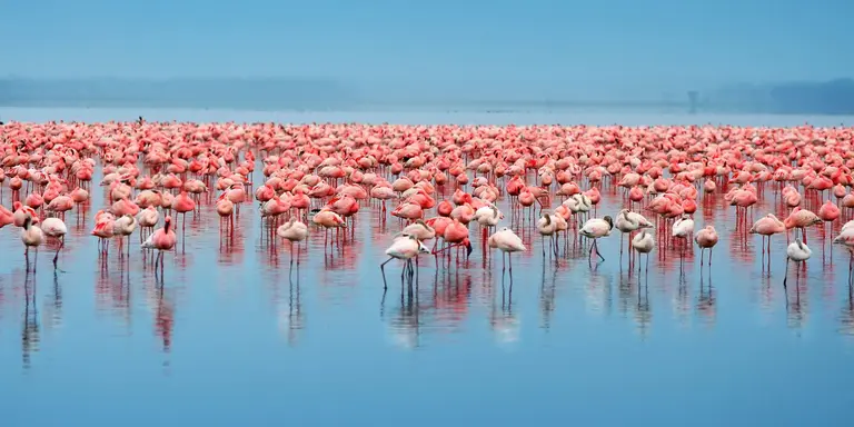 Flock of flamingos standing in the lake