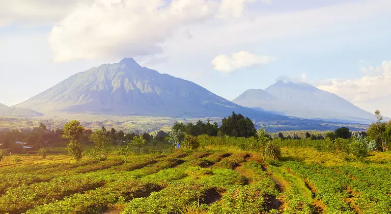View of tea plantations and Virunga Mountains and Volcanoes