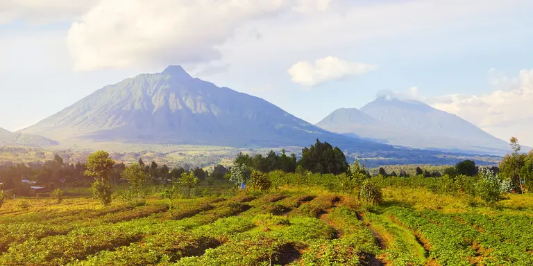 View of tea plantations and Virunga Mountains and Volcanoes