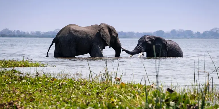 Two African elephants bathing in the Shire River